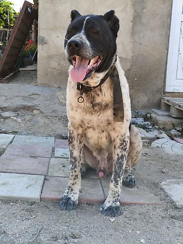 golden retriever satılır: Alabay, 1 ay, Erkək — 1