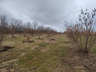 Torpaq sahələrinin satışı: Kənd təsərrüfatı -da lalafo.az — 8 Torpaq sahələrinin satışı: Kənd təsərrüfatı — 8