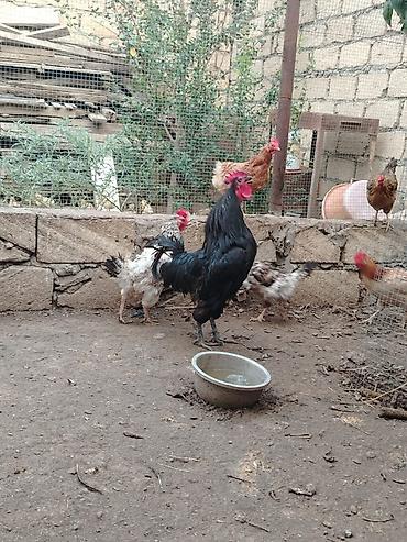 kend çolpası: Toyuq, Yumurtalıq — 3