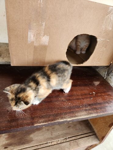 Pişiklər: Dişi — 2