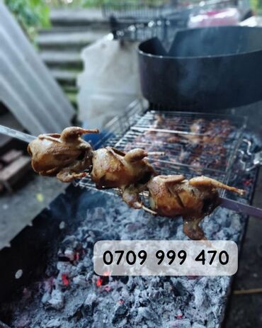 голуби животные: Продаю молодняк перепела петушки! Возраст 55 дня! Можно на мясо или