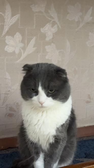 Шотландская вислоухая кошка (Scottish Fold), окрас биколор: серый с
