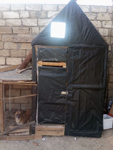 Göyərçinlər: Salam goyercin yuvası satılır tecili kim isitese elaqe saxlasin Bos — 7