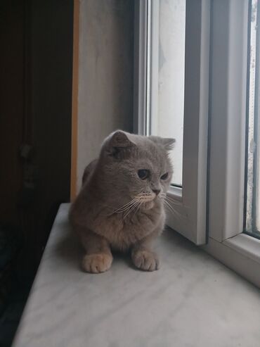 pişim: Şotland, Dişi, Cütləşmə üçün