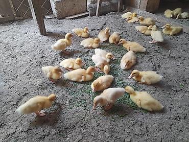Сельхозптицы: Pekin ördək balalari sürətli böyüyən cinslərdi iki ay yariminda — 4