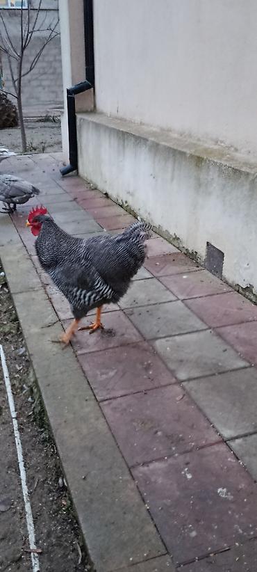 Xoruzlar: Barred rok yumrtasi satilir — 11