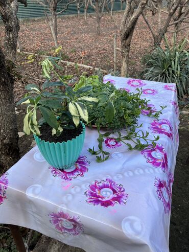 Otaq bitkiləri: Her nov guler var endirimnen verecem Gencedi istiyen yazsin satiş — 72