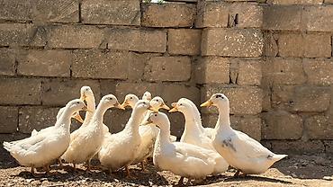 quru corek: Ağ rəngli ördəklər – təsərrüfat və həyət üçün - Cins: Ağ Pekin tipli — 1