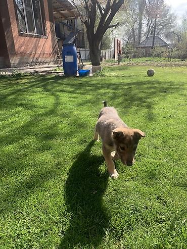 Продажа собак: Лайка, 3 месяца, Самец — 19