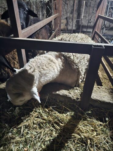 Баран, овца: Продаю | Баран (самец) | Для разведения | Осеменитель — 8