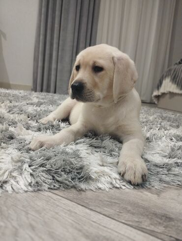 balaca it cinsleri: Labrador-retriver, 3 ay, Dişi, Peyvəndli, Ünvandan götürmə