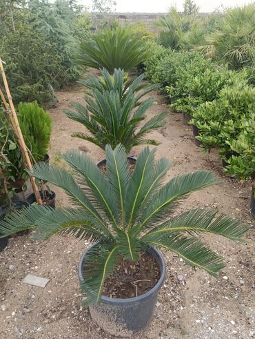 Landşaft işləri: Dekarativ bitgilerin satişi
xan cinar
ekvalit
zeytun — 23