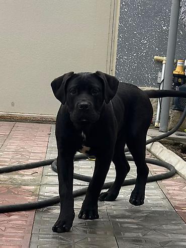 İtlər: 2 Ədəd Erkək və Dişi. Cane Corso Təmiz Qan – həm həyət, həm də ailə — 1