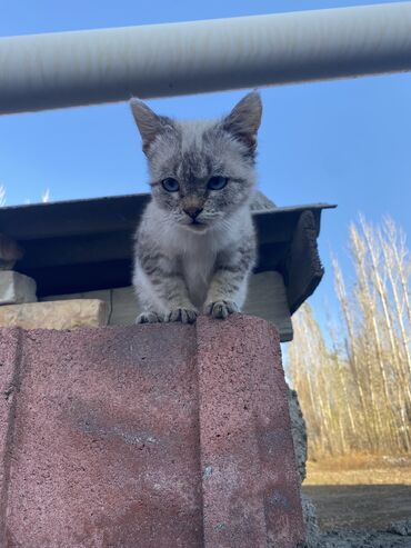 Отдам даром кошку: 3 месяца, Девочка, Приучена к лотку