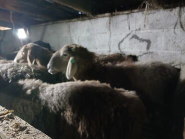 Бараны, овцы: Продаю | Овца (самка) | Для разведения | Матка — 15