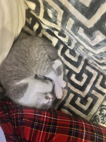 Продажа кошек: Скотиш Страйт (Шотландская прямоухая), 3 месяца, Девочка, Серый, Приучена к лотку at lalafo.kg — 16 Продажа кошек: Скотиш Страйт (Шотландская прямоухая), 3 месяца, Девочка, Серый, Приучена к лотку — 16