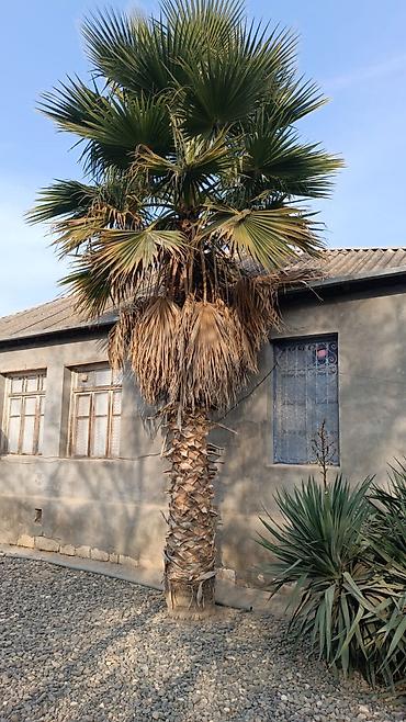 palm angels: Palma wasinqton istənilən fəslində əkilir zəmanət verilir dərmanlanir — 5
