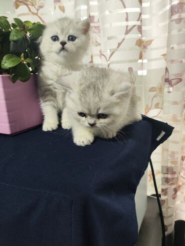 котята шотландская: Продаются котята 2 мальчика шотландская порода окрас серебристая