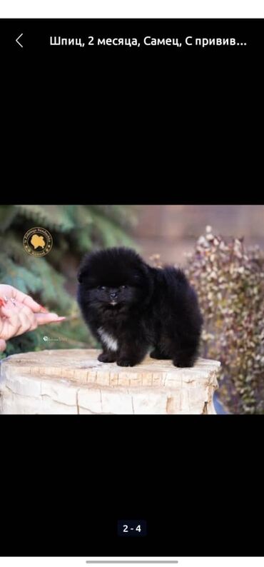 Продажа собак: Шпиц, 3 месяца, Самец, С прививкой, С родословной — 16
