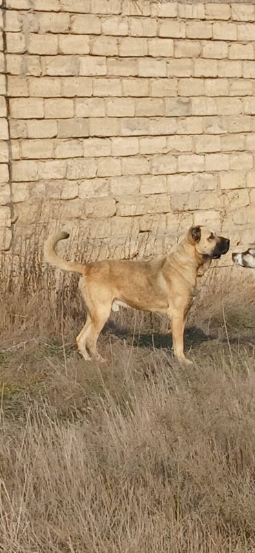 İtlər: Kanqal, 3 il, Erkek, Peyvəndli, Ödənişli çatdırılma — 2