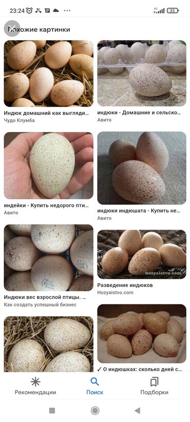 Животные: Продаю | Инкубационные яйца | Для разведения
