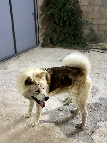 amerikanski akita: Akita-inu, 2 il, Erkək, Cütləşmə üçün, Ünvandan götürmə — 2