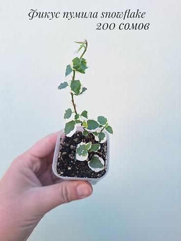 фикус: 🪴 Фикусы разных сортов в продаже. 🌿 Названия сортов и цены указаны на — 3