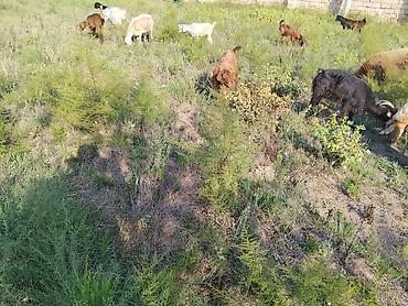 ev quşları haqqında qısa məlumat: Salam damzdga kesglik saxlmag hər cürə kecleri var hər qiymətə var — 4