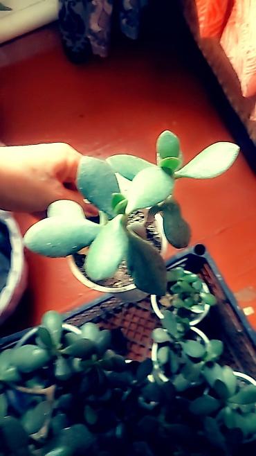 Отдам даром: Цветы от 50 сом и выше — 16