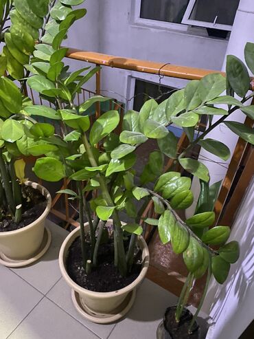 большие растения: Замиакулькас 
Для офис банк 
Высота больше 1метра