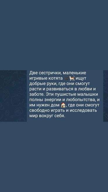 договорная кошка даром британская короткошёрстная 1 год мальчик метис 2 позвонить написать: Две маленькие игривые кошечки ищут добрые руки. Эти пушистые малышки