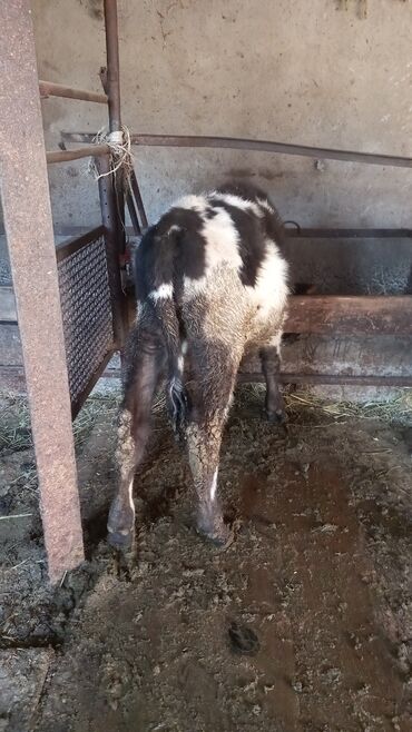 продажа щенков немецкой овчарки с документами в бишкеке: Сатам | Бука (эркек) | Алатоолук | Көбөйтүү үчүн