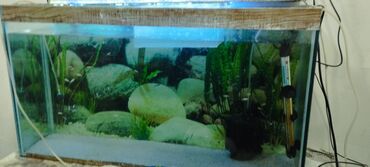 аквариум баку: Akvarium Satılır. Ölcüsü 90×28×50 sm Lt 130. Qum. Qapağı. İşigi