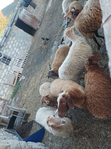 bmw 1 серия 125i at: Самка, лет: 3, 35 кг, Для разведения, Самовывоз