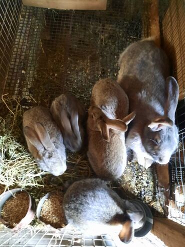 продаю музоо торпок корова самка бык самец айрширская ангус алатауская на забой для разведения на откорм племенные нетель привязанные: Продаю | Крольчата at lalafo.kg продаю музоо торпок корова самка бык самец айрширская ангус алатауская на забой для разведения на откорм племенные нетель привязанные: Продаю | Крольчата