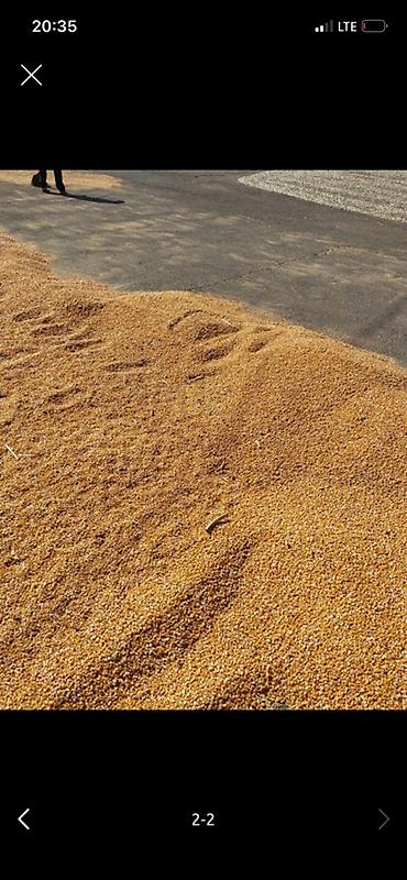 продам чеснок оптом: Кукуруза зерновая россыпью. Зерно желтого цвета, подходит для — 1