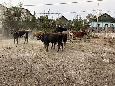 Коровы, быки: Продаю | Музоо, торпок | Полукровка — 11