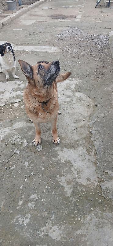 İtlər: Alman çoban iti — 4