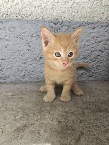 домашние котята: Котята — домашние любимцы отдам в добрые и надёжные руки. Описание: -