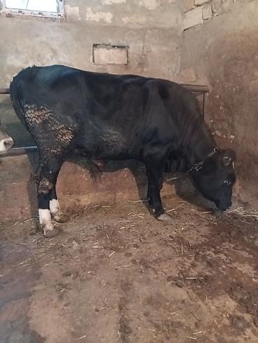 bars bit dermani: Kök erkək danalar ünvan Saray qəsəbəsi — 1