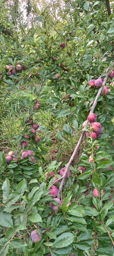 Tinglər: Hər növ meyvə aqcların satşı hər bir sort var çadrlma pulsuzdur meyvə — 8