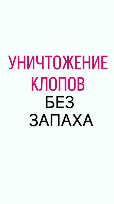 уничтожение блох: Дезинфекция, дезинсекция | Клопы | Транспорт, Офисы, Квартиры