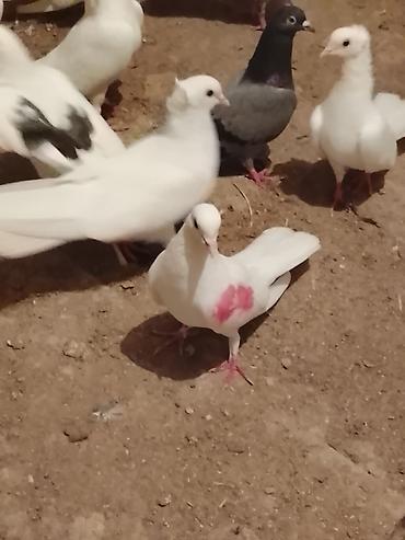 göyərçin satışı: Satılır .vp aktivdir 0703312130 — 4