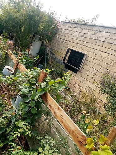 suraxan: 3 sot, Makler, Kupça (Çıxarış) — 6