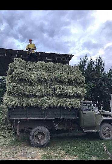 zil 131: Грузовик, ЗИЛ, Стандарт, Б/у — 4