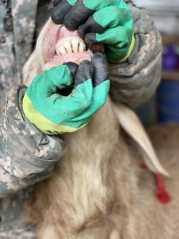 Баран, овца: Продаю | Баран (самец) | Для разведения | Племенные — 6