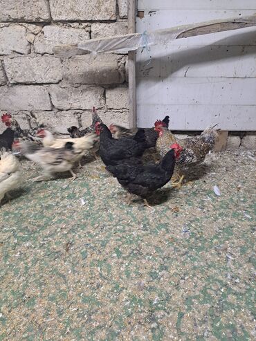 Toyuqlar: Toyuq, Damazlıq — 19