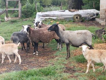 qurbanliq qoyun qiymetleri: Самка, Romanov, лет: 4, Для разведения