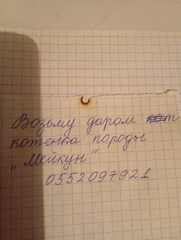 мейн кун бишкек 😺 питомник lyubushka 🐈 купить котенка 🐾 цена фото: Продажа кошек