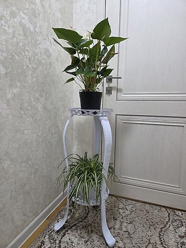 Антуриумы: Антуриум Андре (Anthurium andreanum) - Эффектный комнатный ароид с — 11